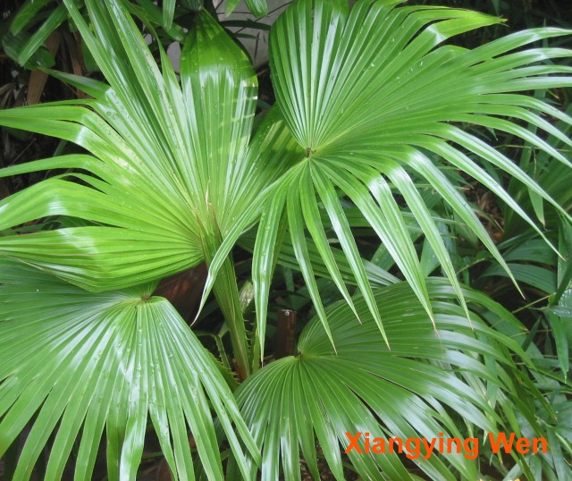 پالم فن چینی